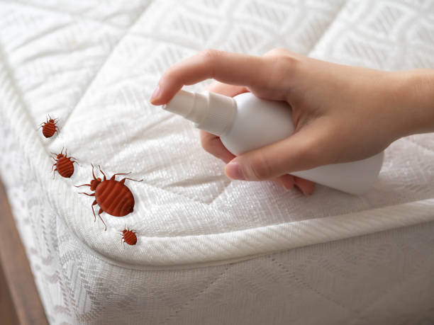 Insect Control in Nashwauk, MN