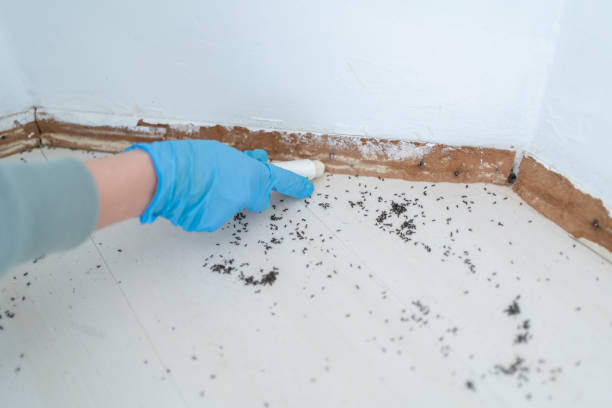 Best Pest Removal Services  in Nashwauk, MN